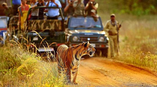 Tadoba Tour  Image