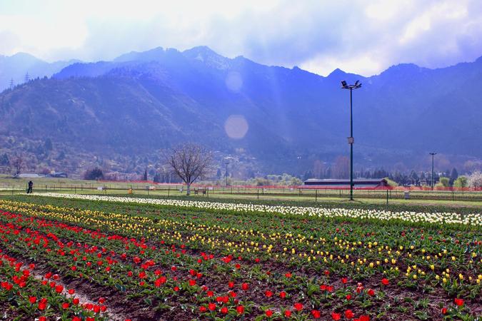 Indira Gandhi Memorial Tulip Garden