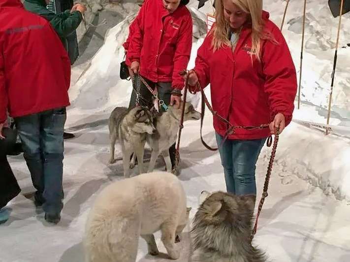International Antarctic Centre Ticket in Christchurch Image