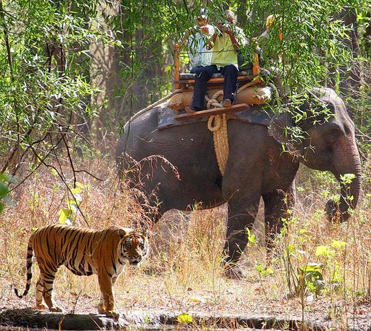 Elephant Safari In Jim Corbett Image