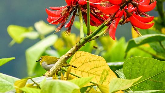 Kurinjini Top Station Trek From Chennai Image