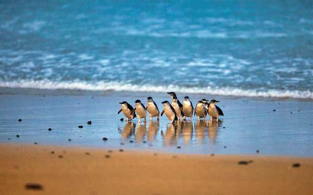 Phillip Island Beach and Wildlife Escape In Melbourne