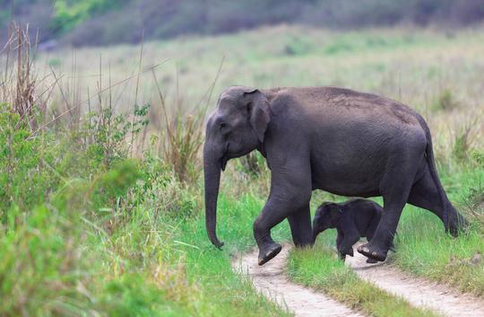 Jim Corbett Jungle Safari Image