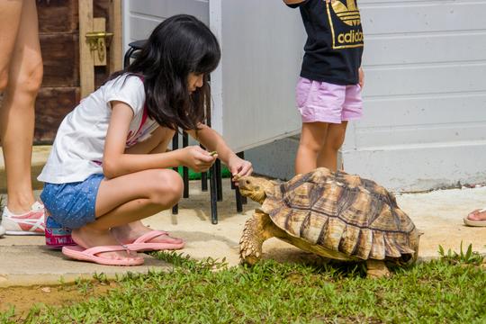 The Live Turtle & Tortoise Museum, Singapore: How To Reach, Best Time & Tips