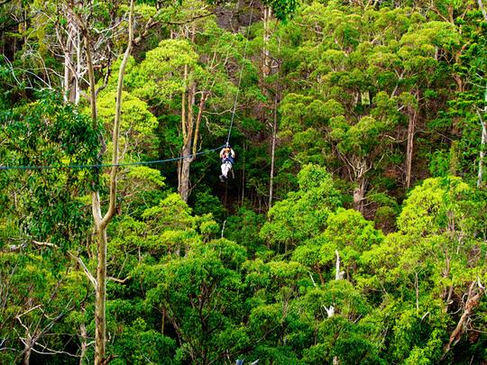 Canyon Flyer Zipline Tour, Gold Coast Image