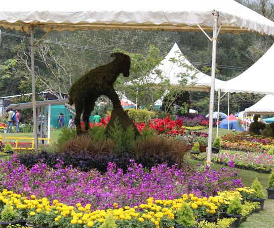 Munnar Flower Show Garden