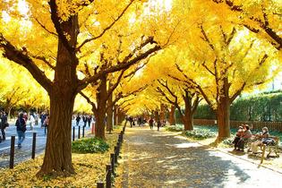 5yf9l3r1c9de1vsv542burd10rcu 1080px jingu gaien ginkgo street in autumn 4