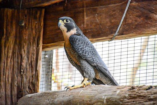 Eagles Heritage Raptor Wildlife Centre Tickets Image