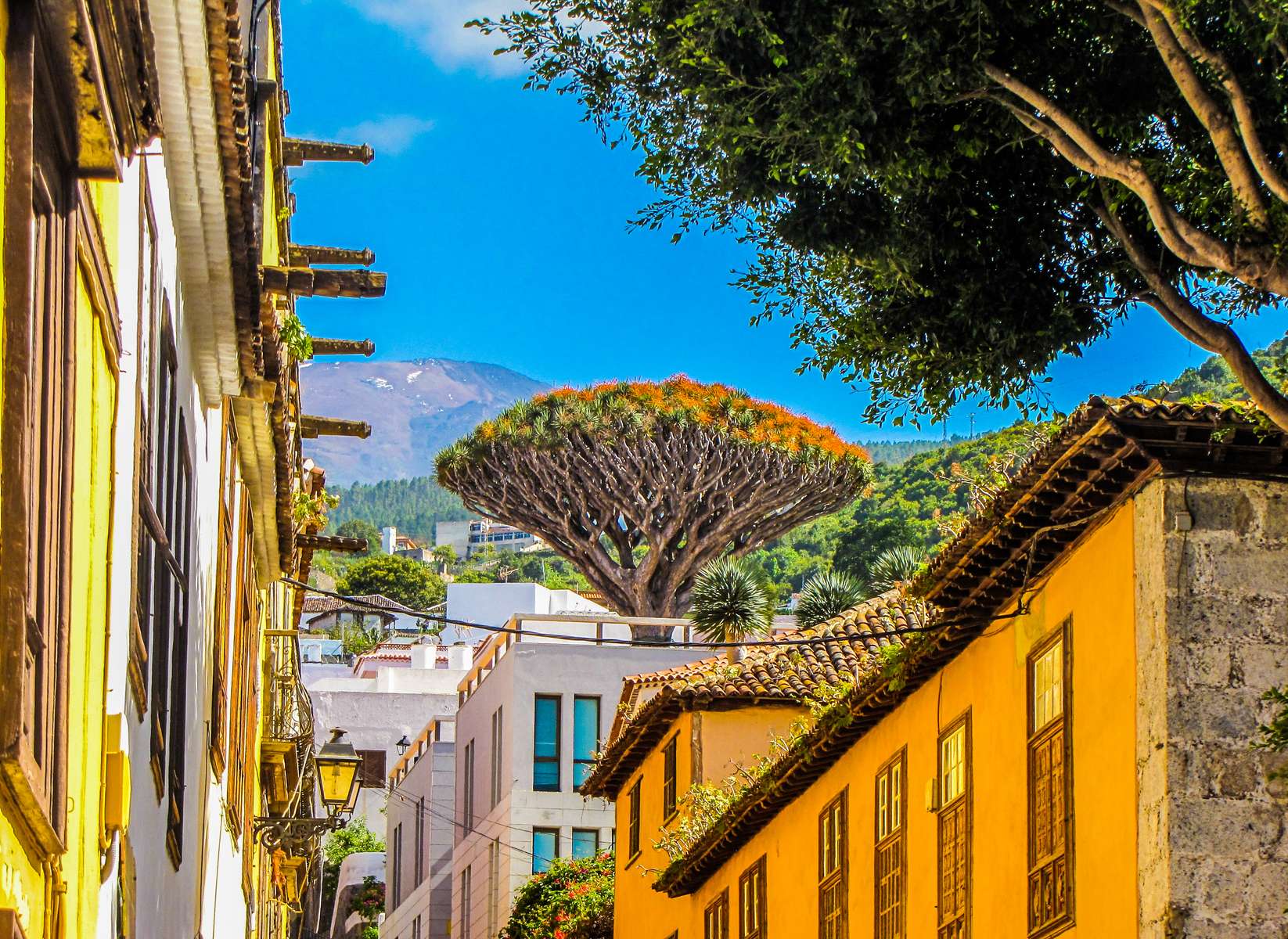 Tenerife Dragon Tree and Botanical Gardens Tickets Image