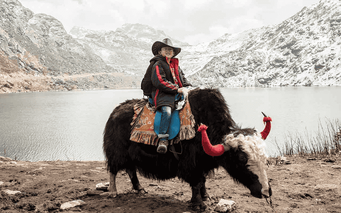 A joyful ride of colorful yaks at Tsomgo Lake
