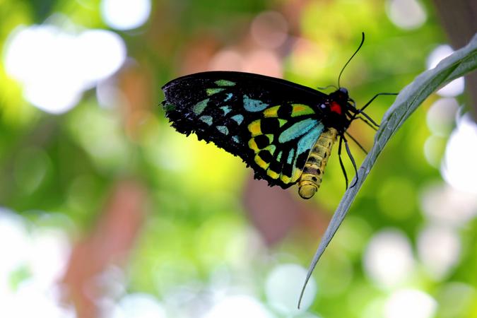 Banteay Srei Butterfly Centre