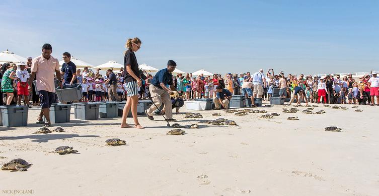 Sea Turtle Rehabilitation Centre