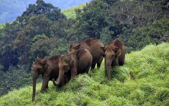 Chinnar Wildlife Sanctuary Jeep Safari Image
