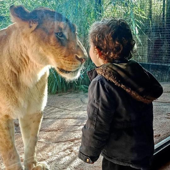 Perth Zoo Tickets Image