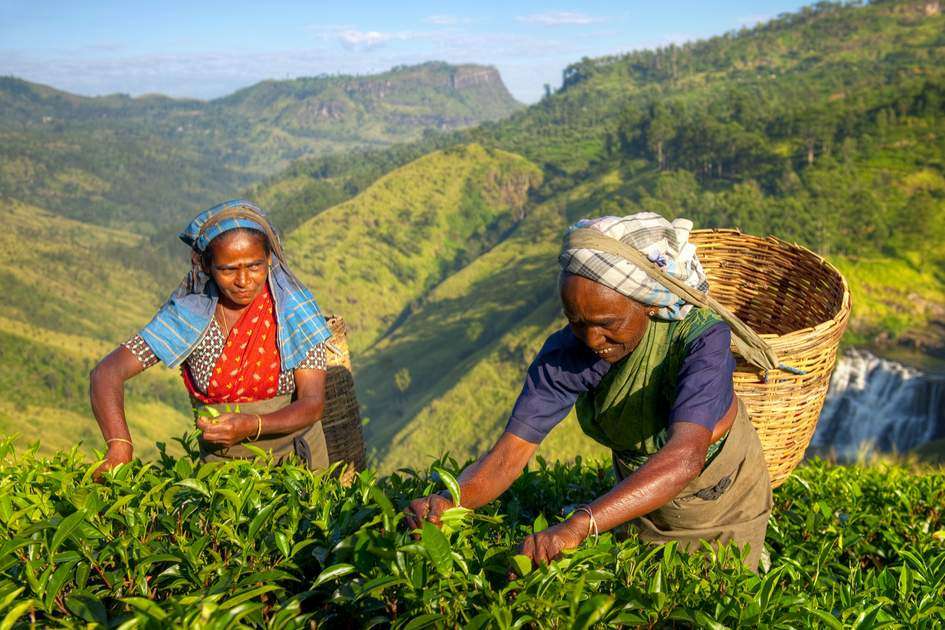 Horton Plains National Park & Tea Factory Tour  Image