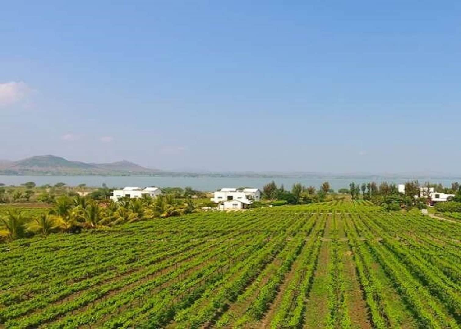 Soma Vineyard Resort Image