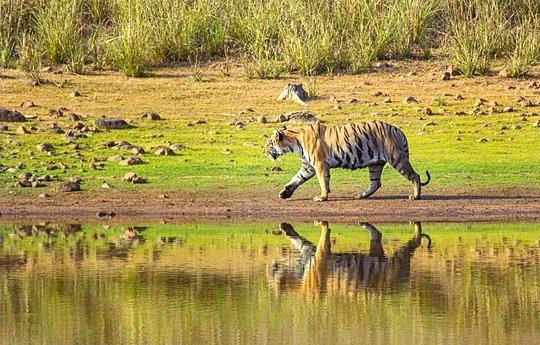 Jim Corbett Jeep Safari Image