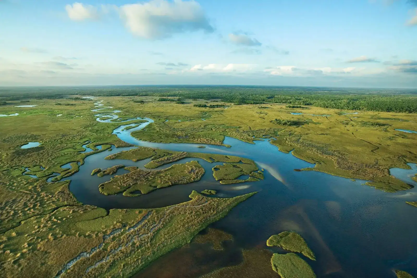 Witness native Flora and Fauna in Everglades National Park