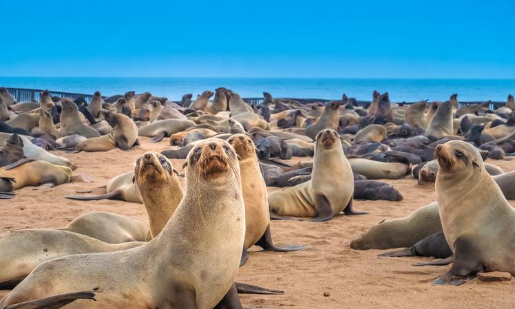 Cape Cross Seal Reserve