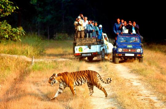 Jim Corbett Jeep Safari Image