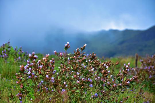 Ooty And Coonor Sightseeing Tour Image