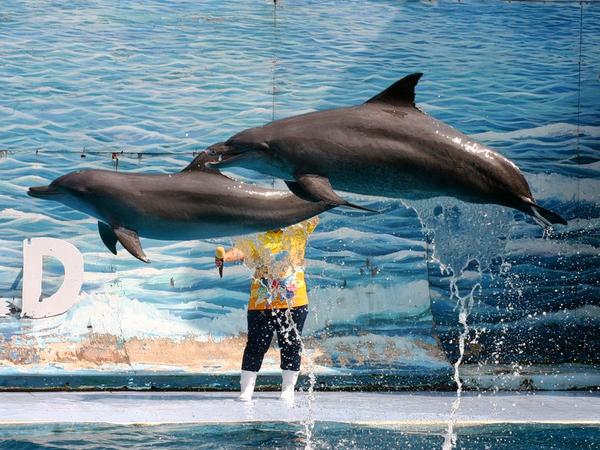 Pattaya Dolphin World