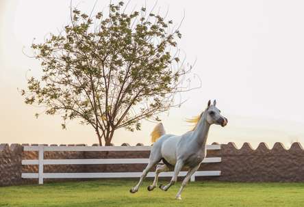 Horse-Riding at Equestrian Club, Taif