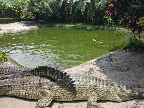 Amo Chhu Crocodile Breeding Centre