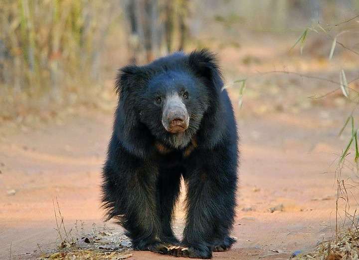 Pench National Park Day Tour Image