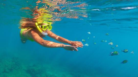 Snorkeling in Phi Phi Island Image