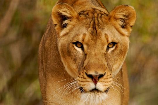 Phoenix Zoo Tickets, USA Image