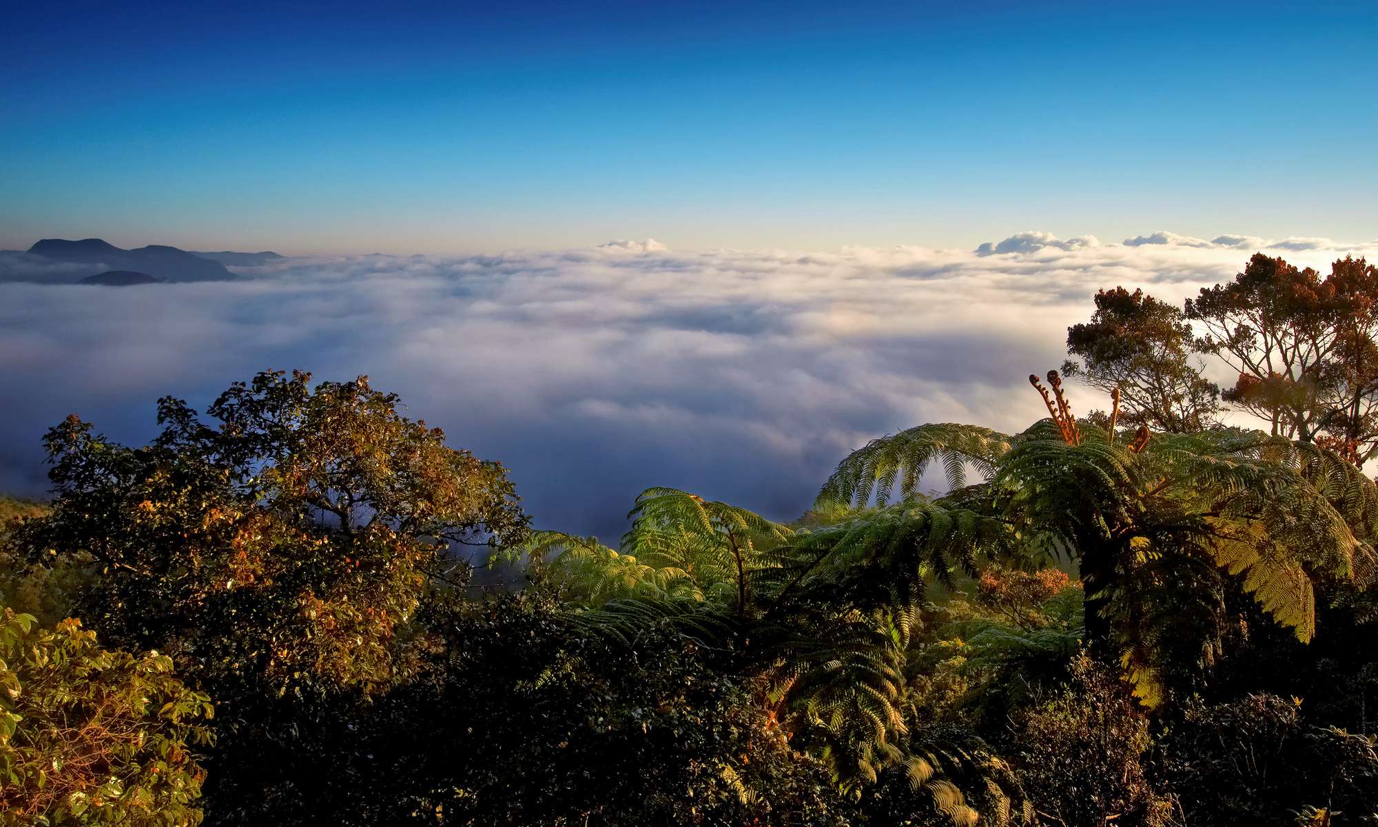 Horton Plains National Park & Tea Factory Tour  Image