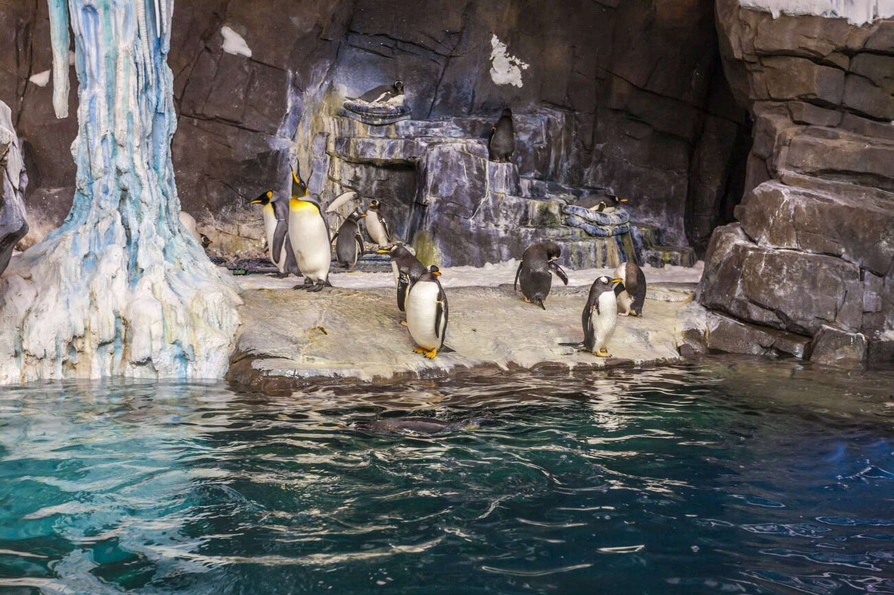 SeaWorld Orlando Tickets Image