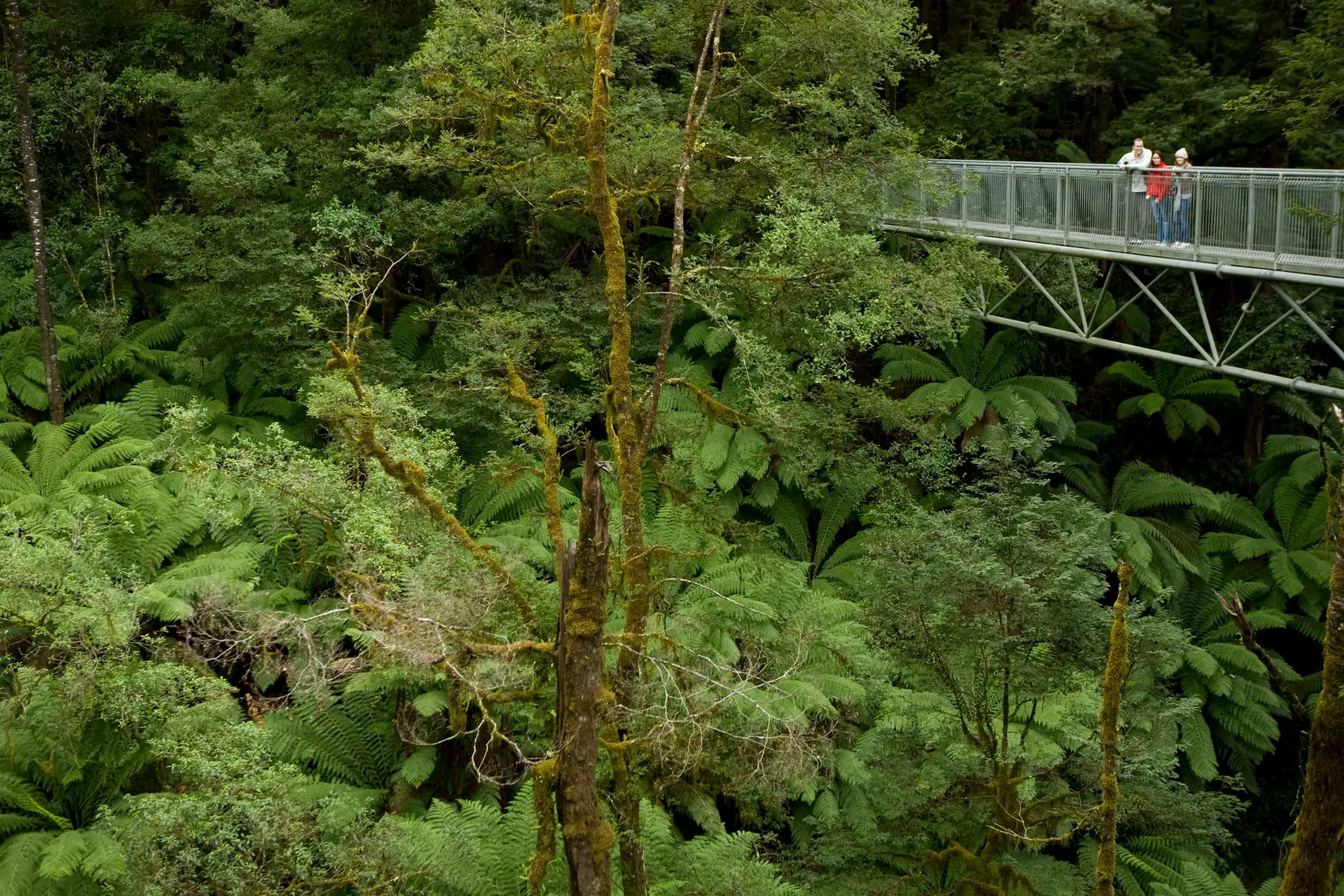 Otway Fly Treetop Adventures Tickets Image