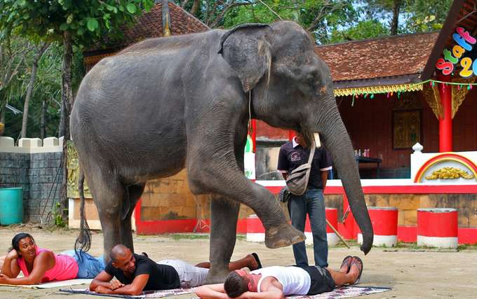 See the fun-filled giants showing amazing tricks during the Elephant show