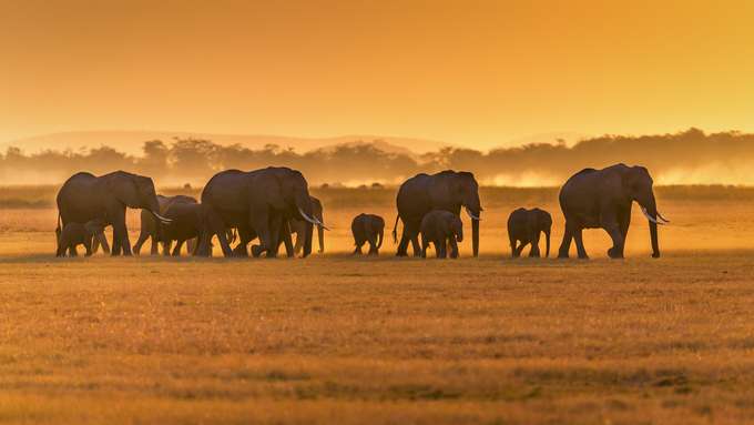 Afternoon Game Drive at Amboseli National Park