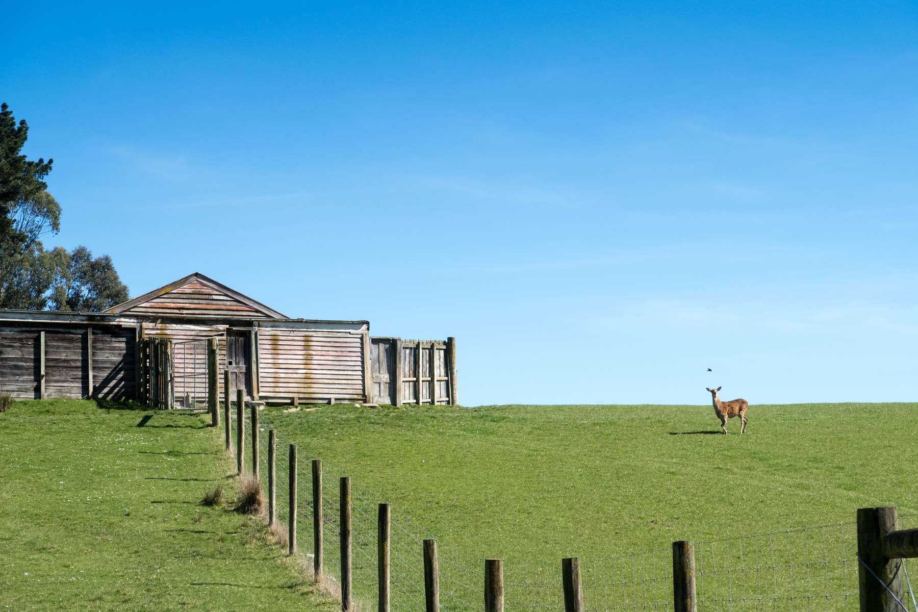 Scenic Rim Farm, Food and Wine Day Tour, Gold Coast Image