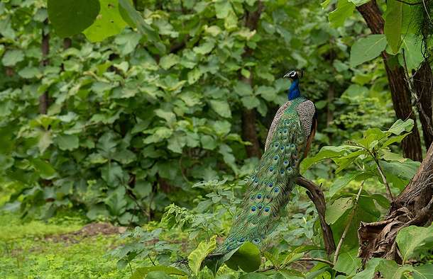 6z1cj6xnshq3dsgpgba58d4flgsd gir%20jungle%20safari%208