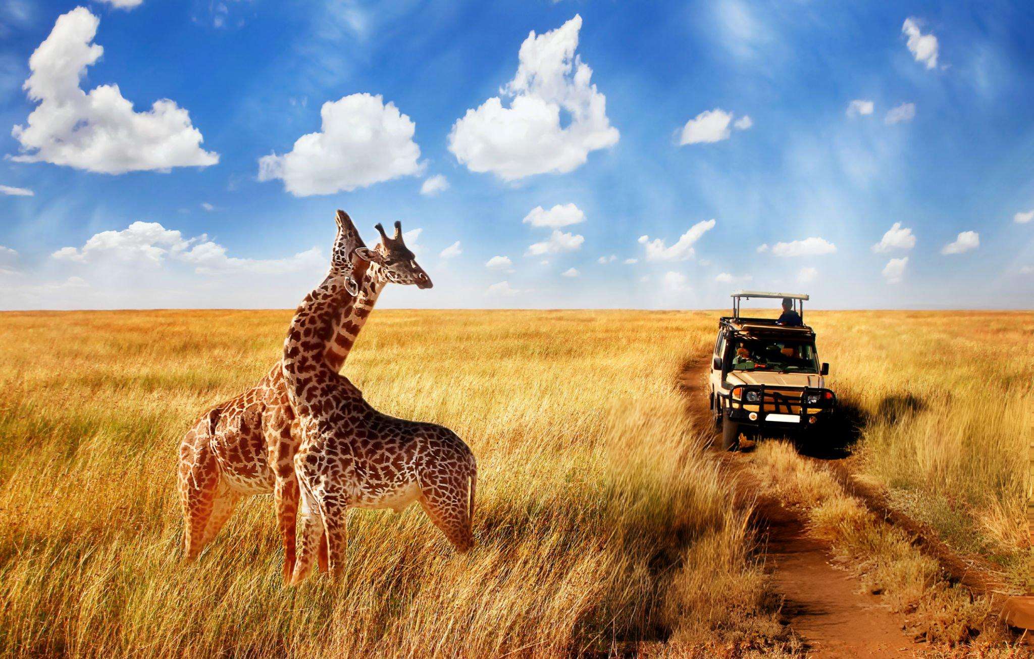 Safari jeep at Serengeti National Park