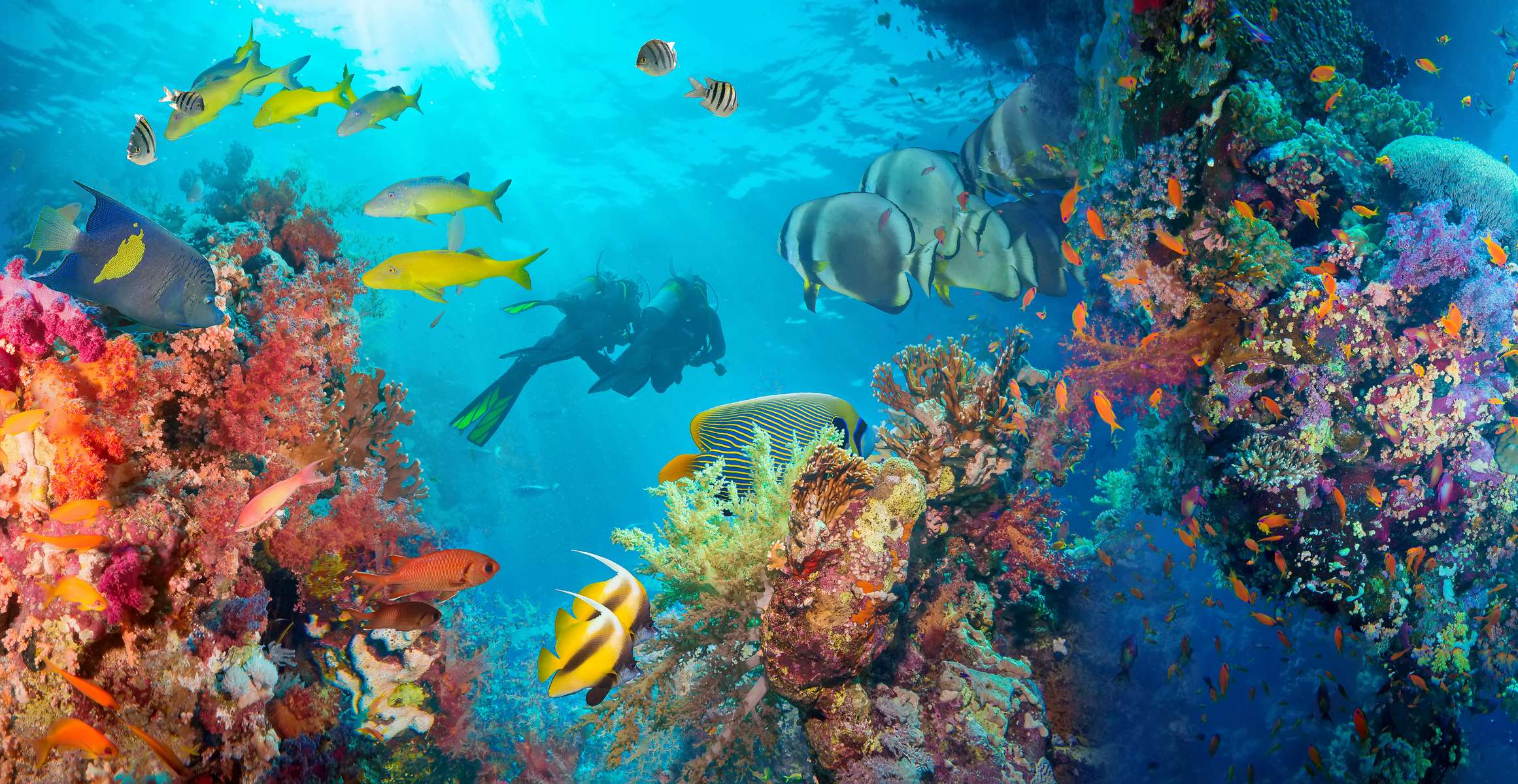 Scuba Diving in Male Maldives Image