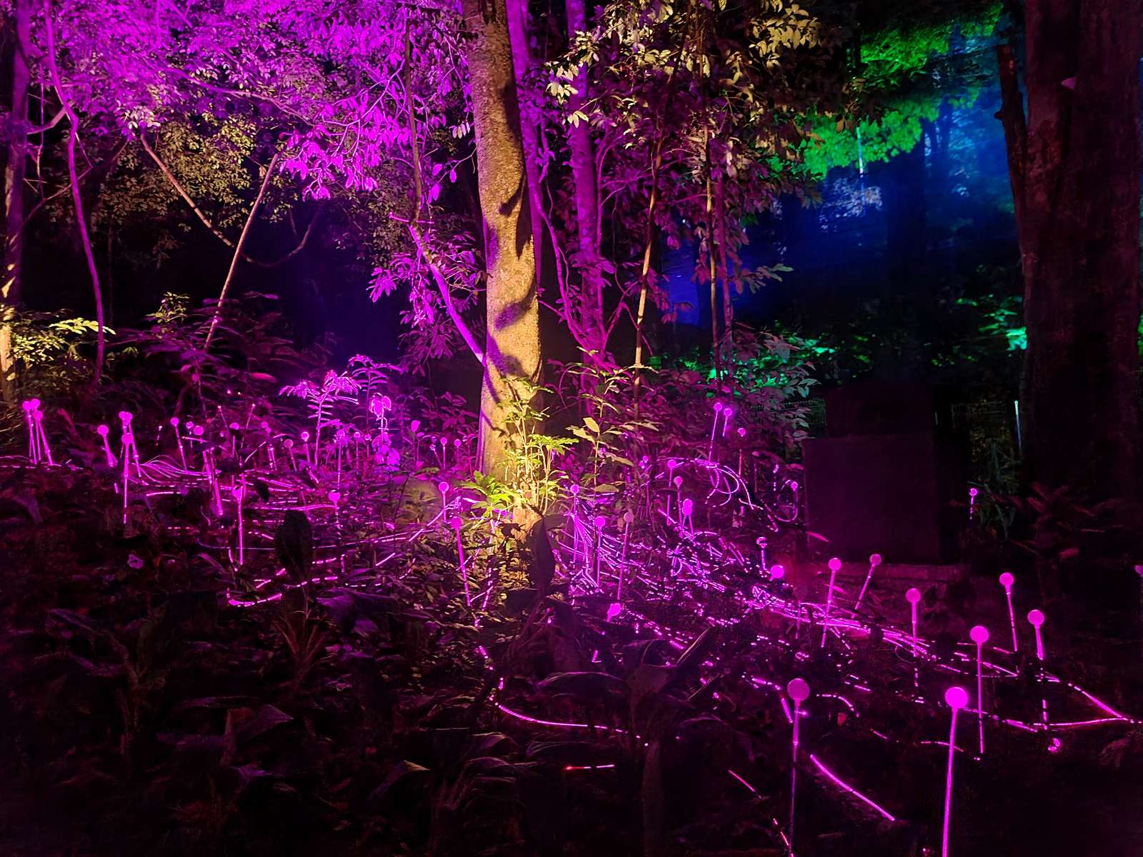 Dream Forest Langkawi Tickets  Image