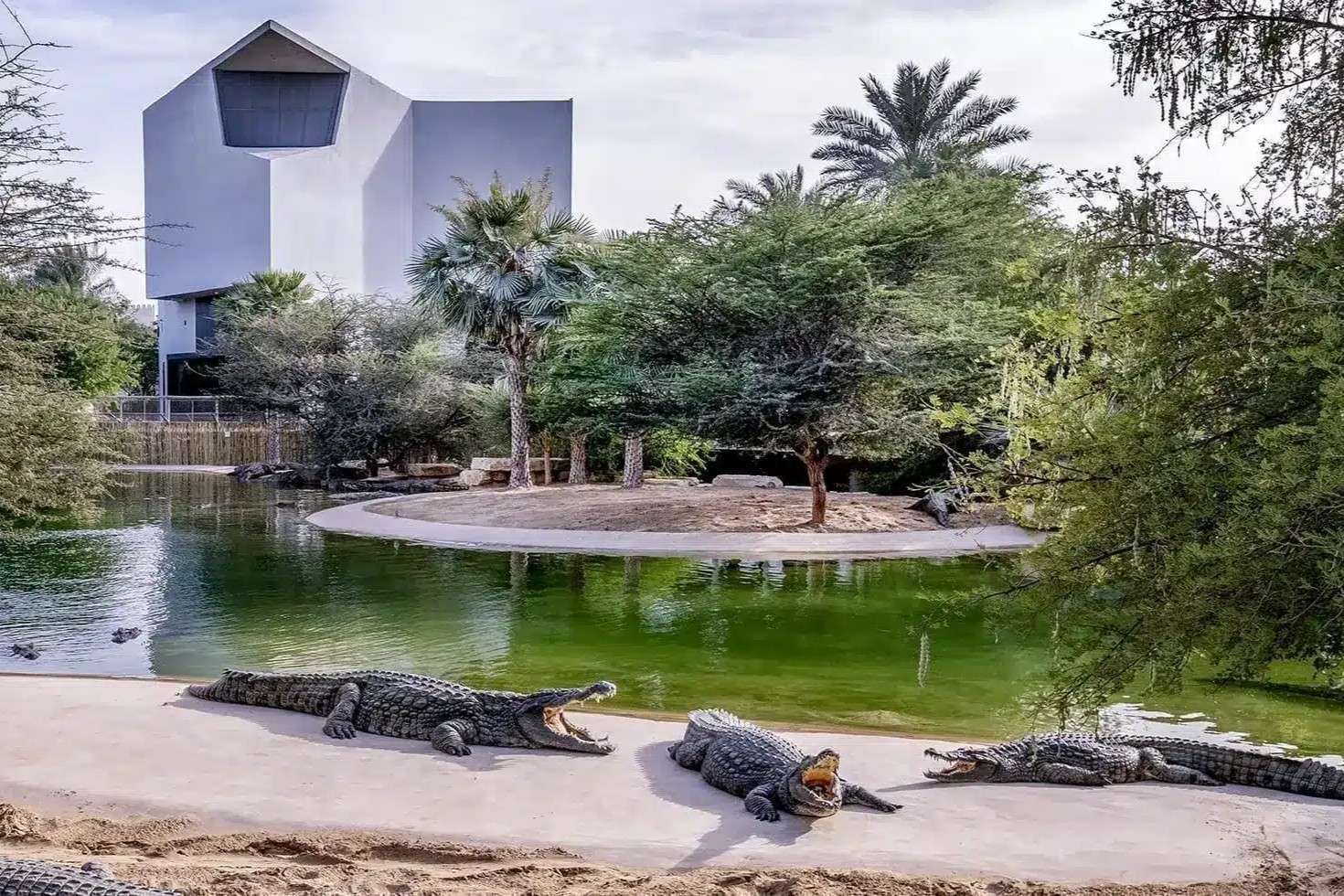 Visit Dubai Crocodile Park and look at Nile crocodiles