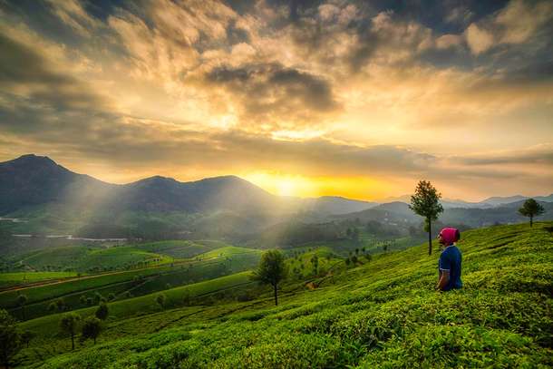 Explore Munnar’s lush tea plantations on an 8-hour sightseeing tour