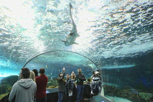 Ripley's Aquarium of Canada Tickets Image