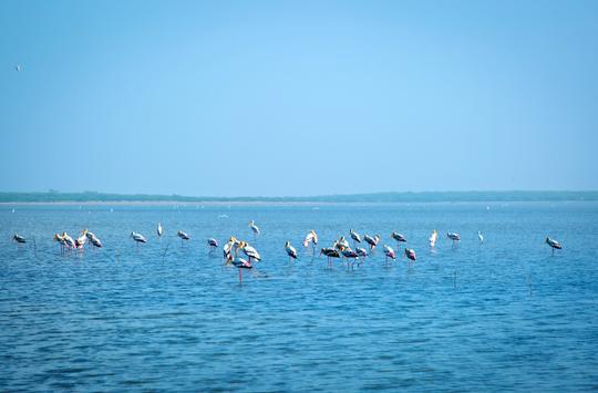 Pulicat Lake Boating Image