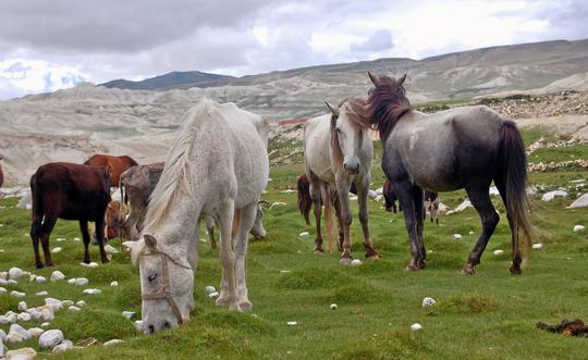 Upper Mustang Trek Image