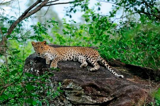 Chinnar Night Safari In Munnar Image