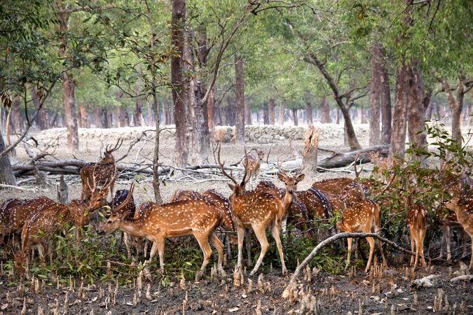 The Sundarbans