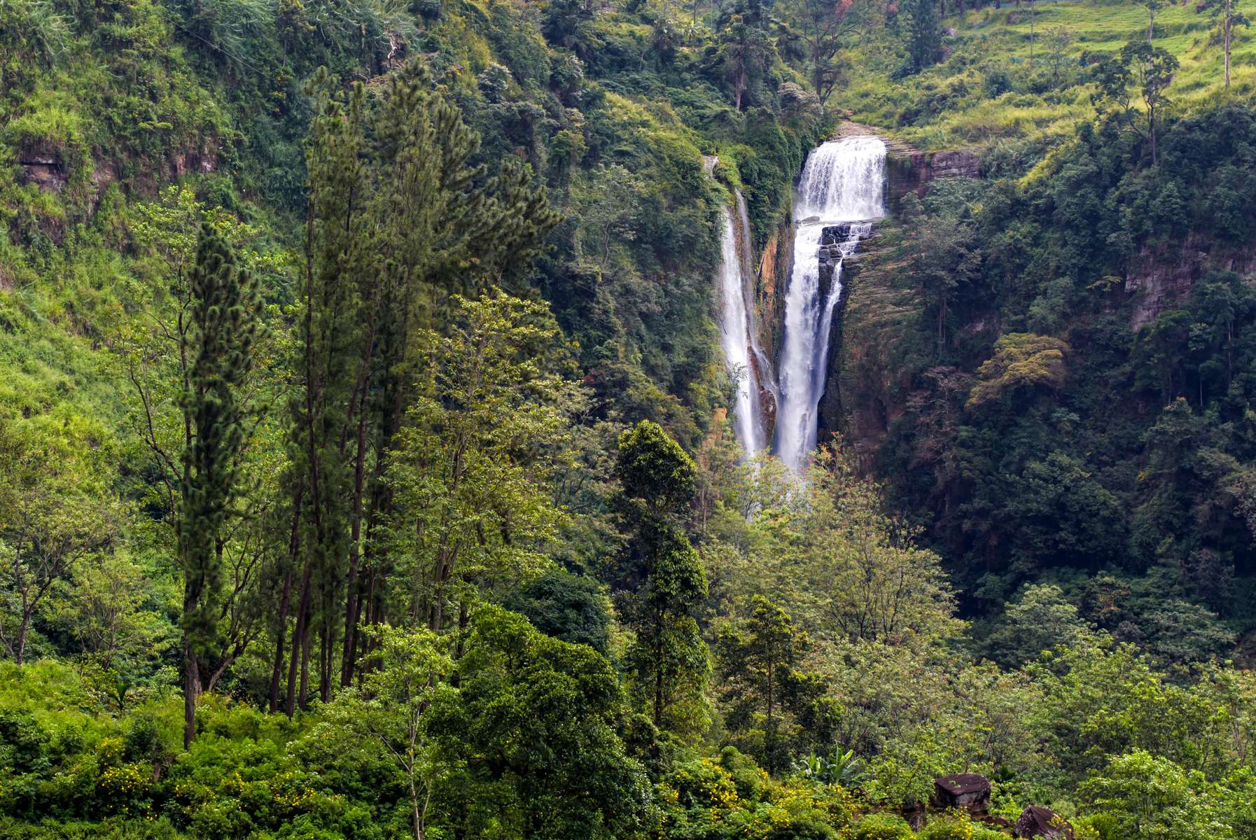 Nuwara Eliya Tea Plantation Tour Image