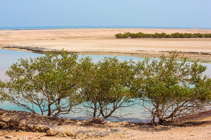 Mangrove National Park